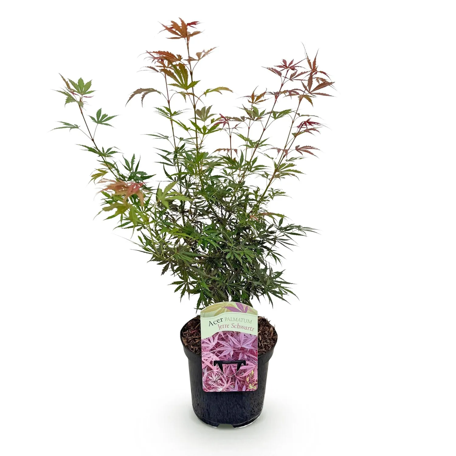 Plant and Stories Érable Japon Jerre Schwartz 70cm pot 19cm 1 plant