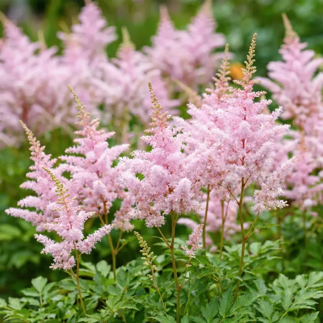 Plant and Stories Astilbe Europa vivace ombre pot 11 cm rose