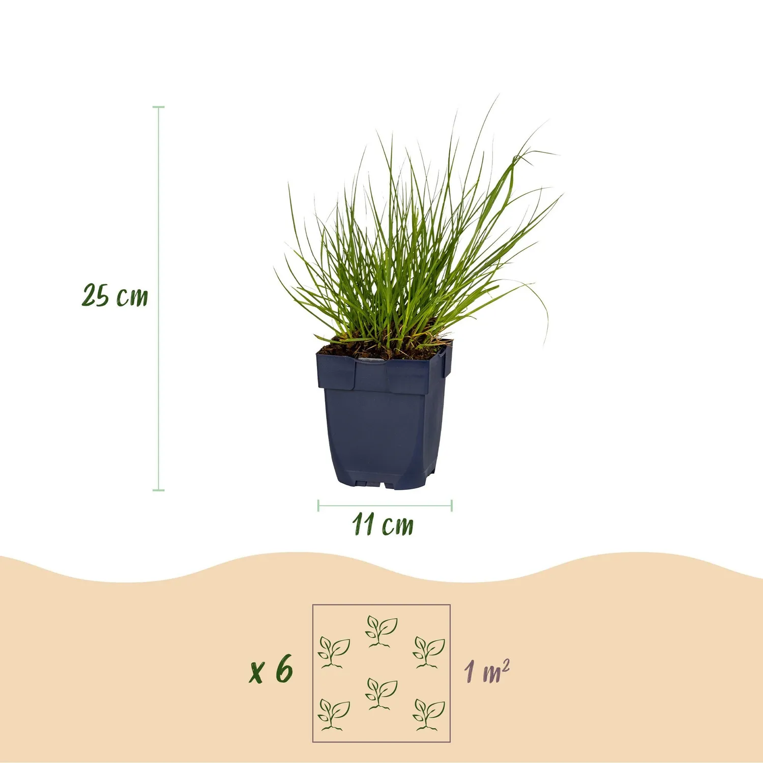 PLANT AND STORIES Northwind panic graminée 1 plant soleil