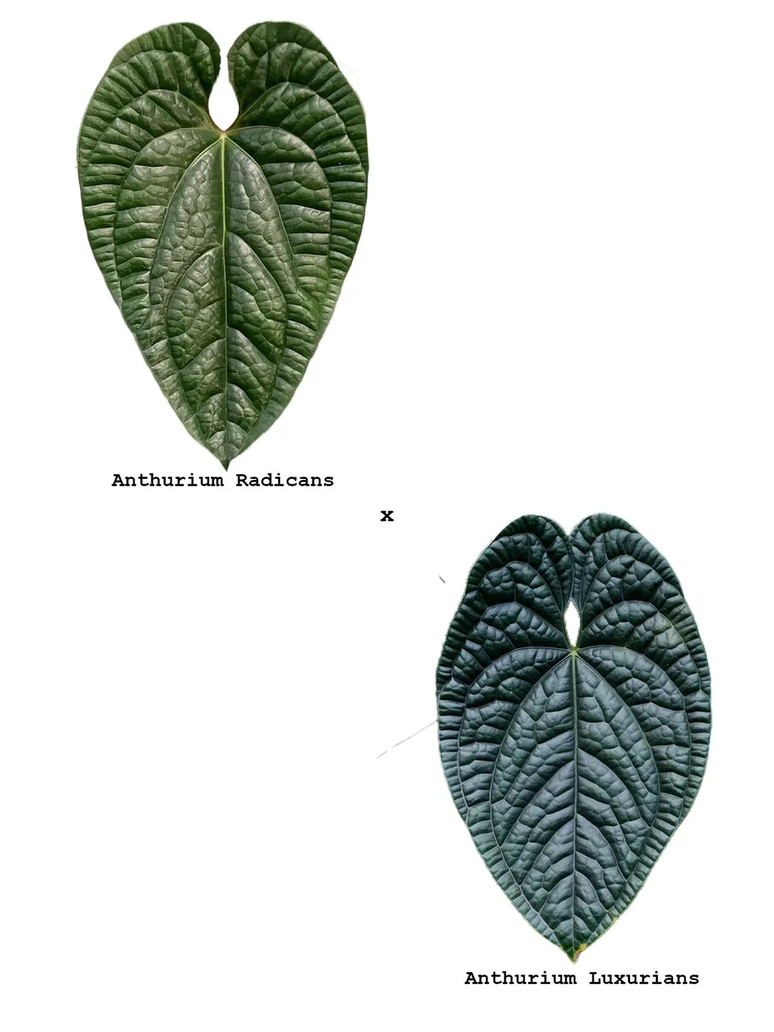 Plant and Stories Anthurium Radicans x Luxurians plante pot 6 cm