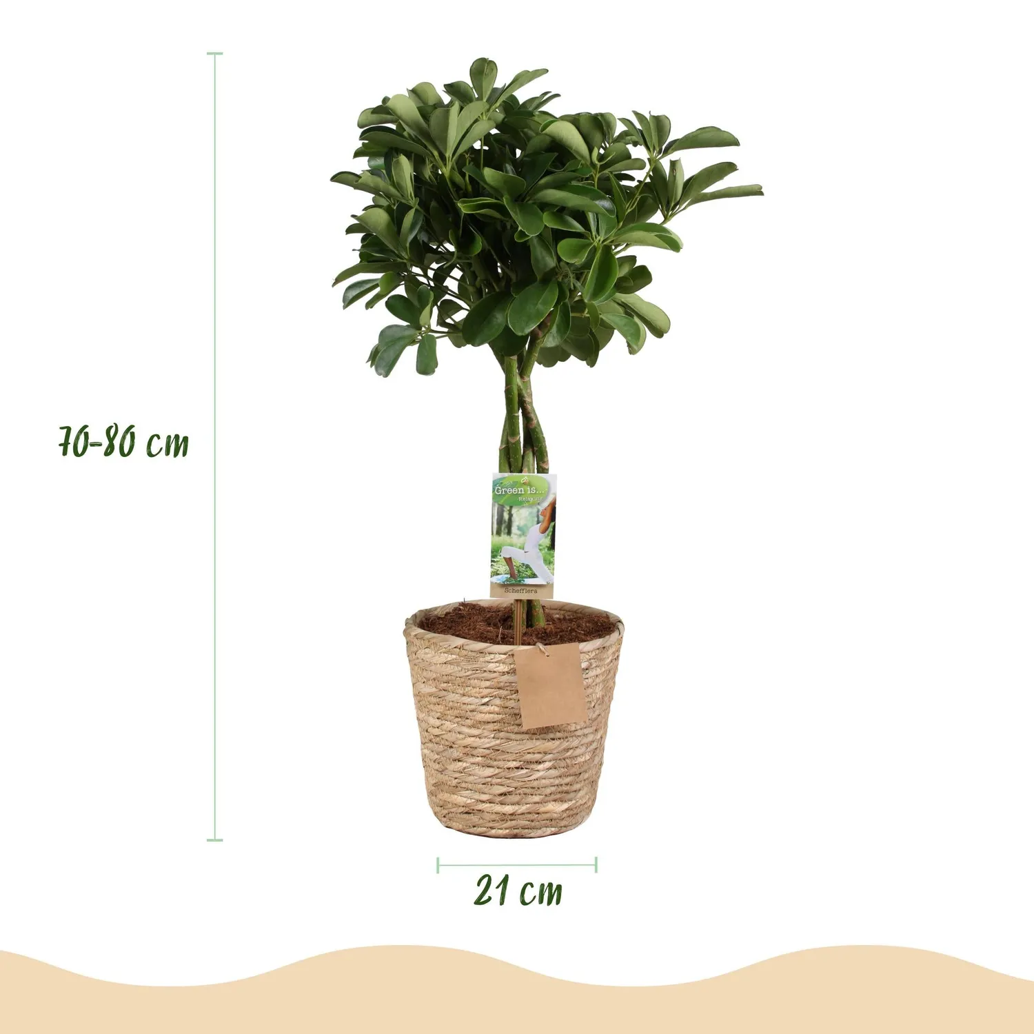 Plant and Stories Nora schefflera plante d'intérieur 70 cm lustré