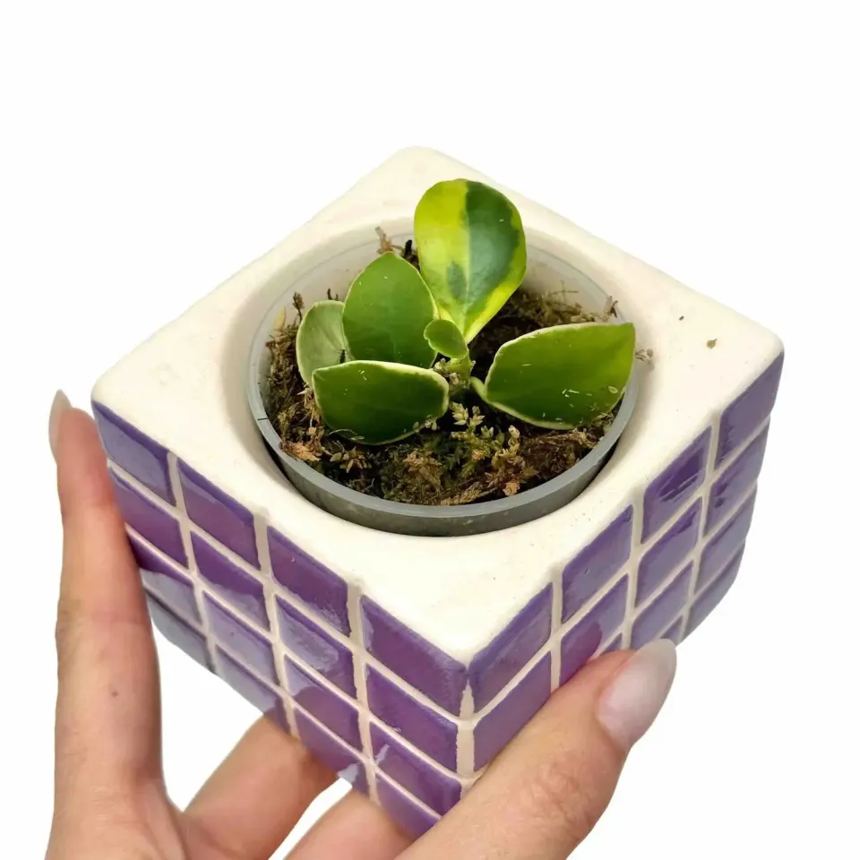 Plant and Stories Hoya Heuschkeliana plante pot 6 cm panaché