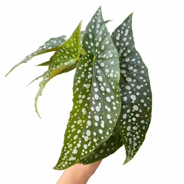 Plant and Stories Begonia Maculata plante d'intérieur pot 6cm tachetée