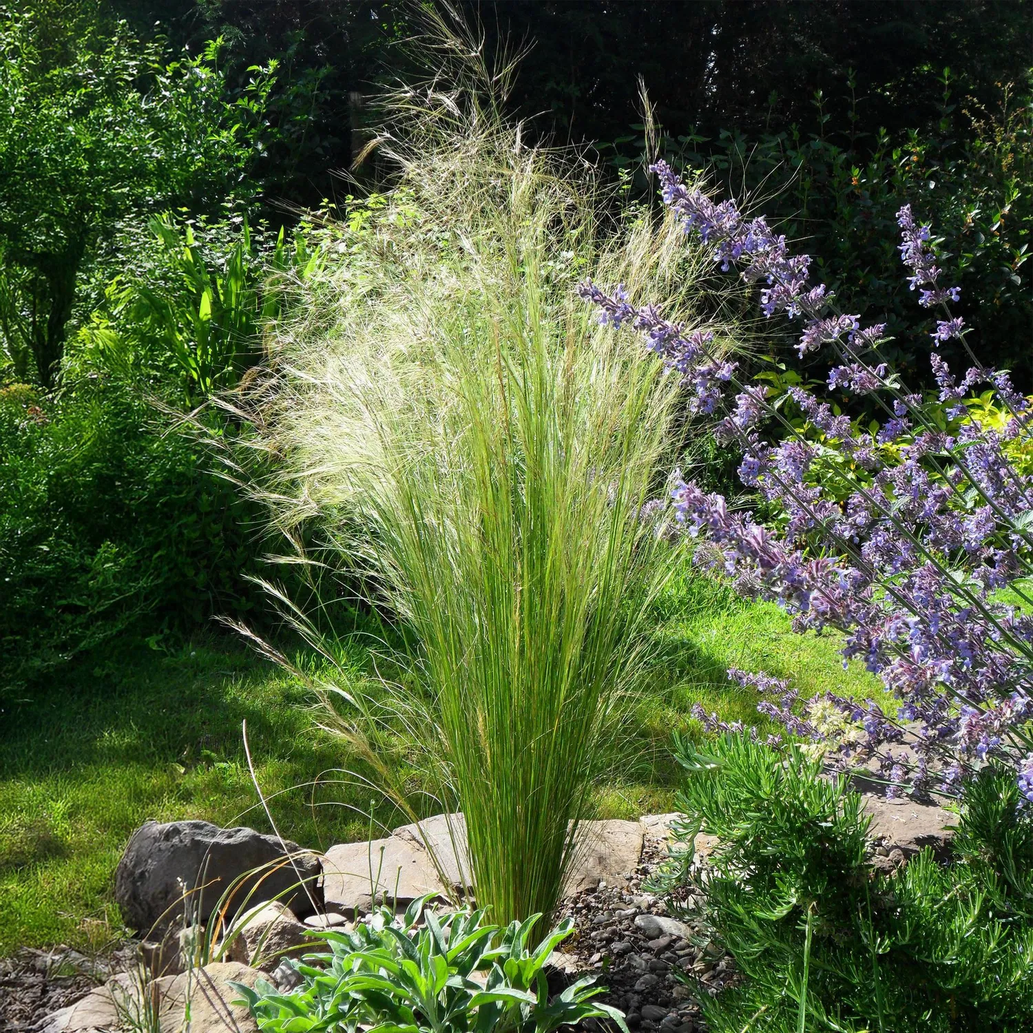 Plant and Stories Cheveux d'ange Pony Tails graminée 1 plant