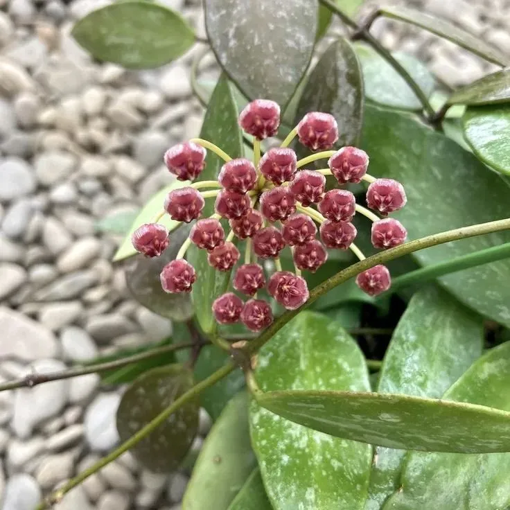 Plant and Stories Hoya Memoria plante grimpante pot 6 cm