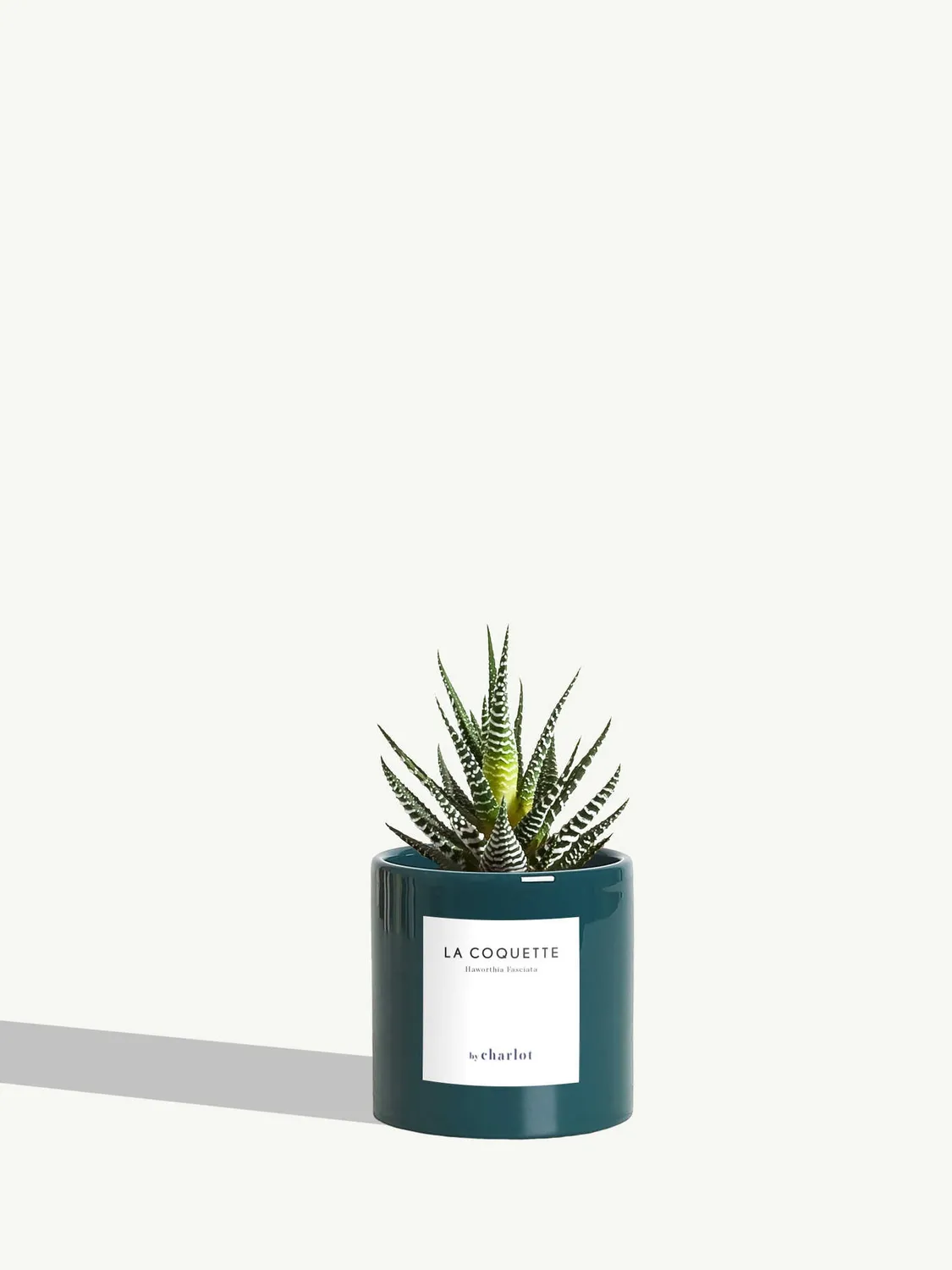 By Charlot La Coquette haworthia succulente pot 8 cm