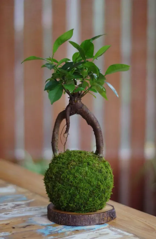 AQUAPHYTE Daitokuji Ni kokedama ficus ginseng
