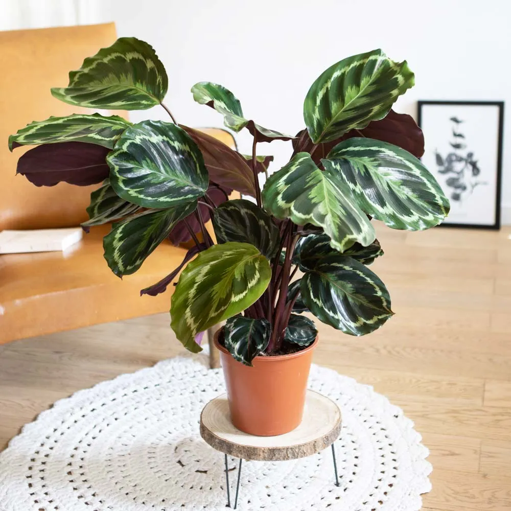 Réconciliation Végétale Billy calathea médaillon plante verte