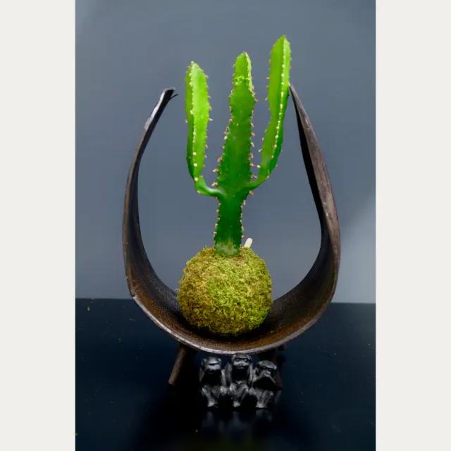 Oh My Green Euphorbe cactus kokedama taille S
