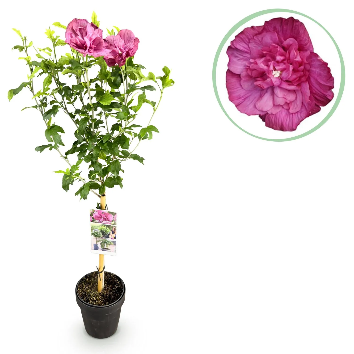 Plant and Stories Hibiscus Magenta Chiffon arbuste pot 19 cm