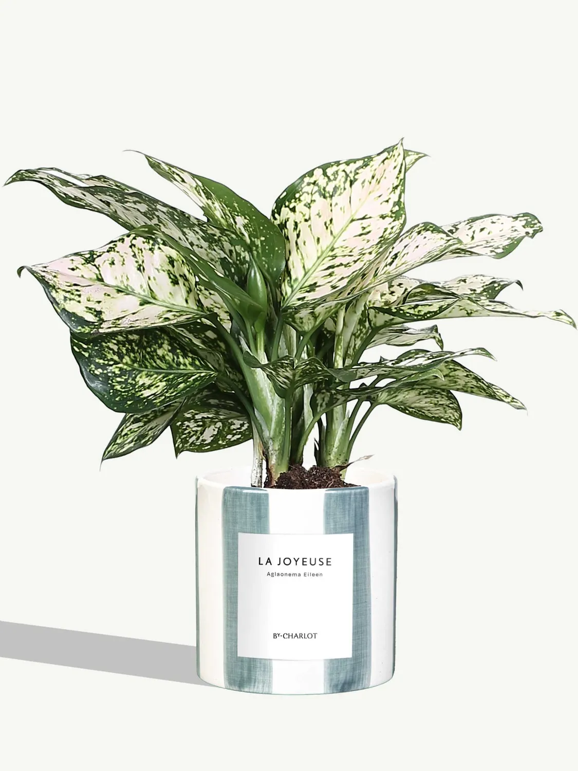 By Charlot La Joyeuse plante verte pot décoré