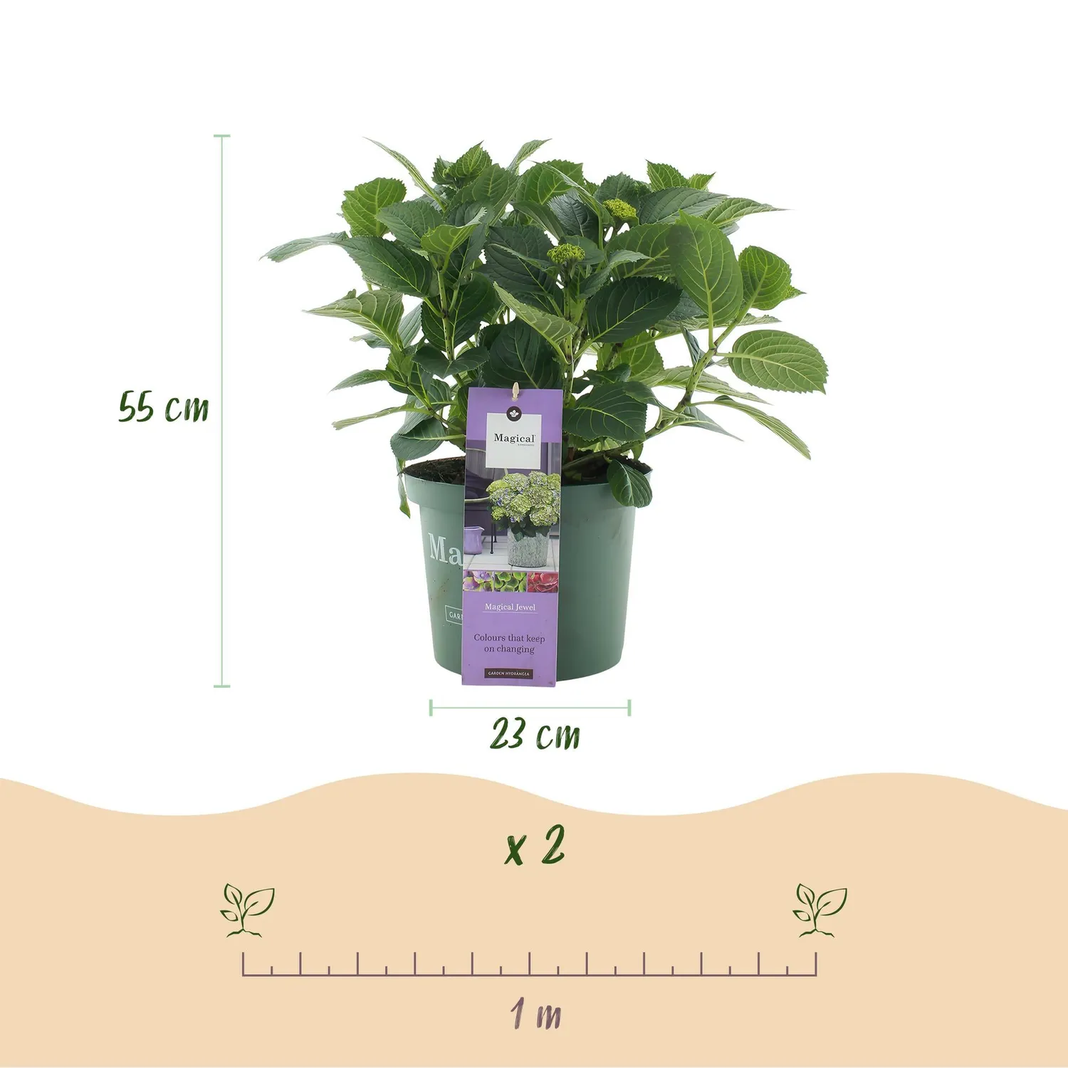 Hortensia Magical Jewel bleu arbuste pot 23cm 55cm
