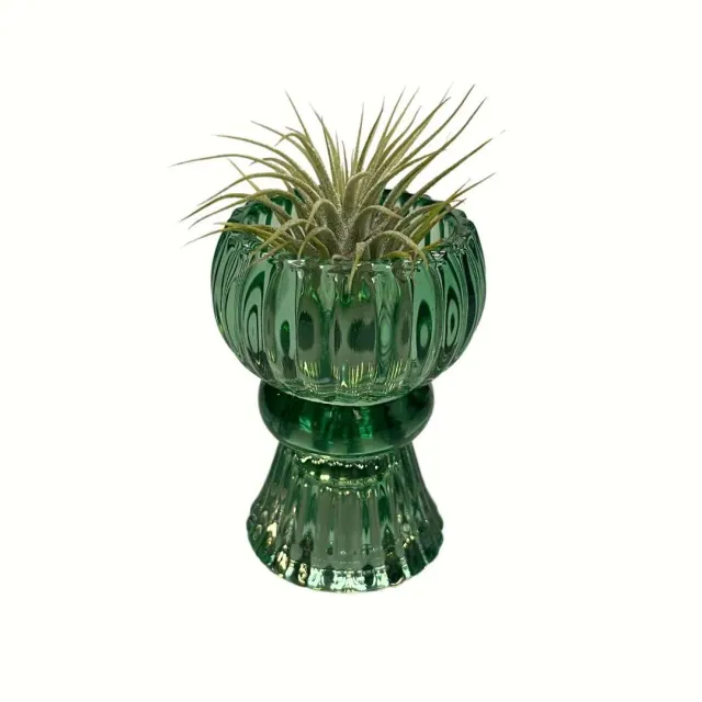 Airplantshop Vase vert plante aérienne ionantha tillandsia