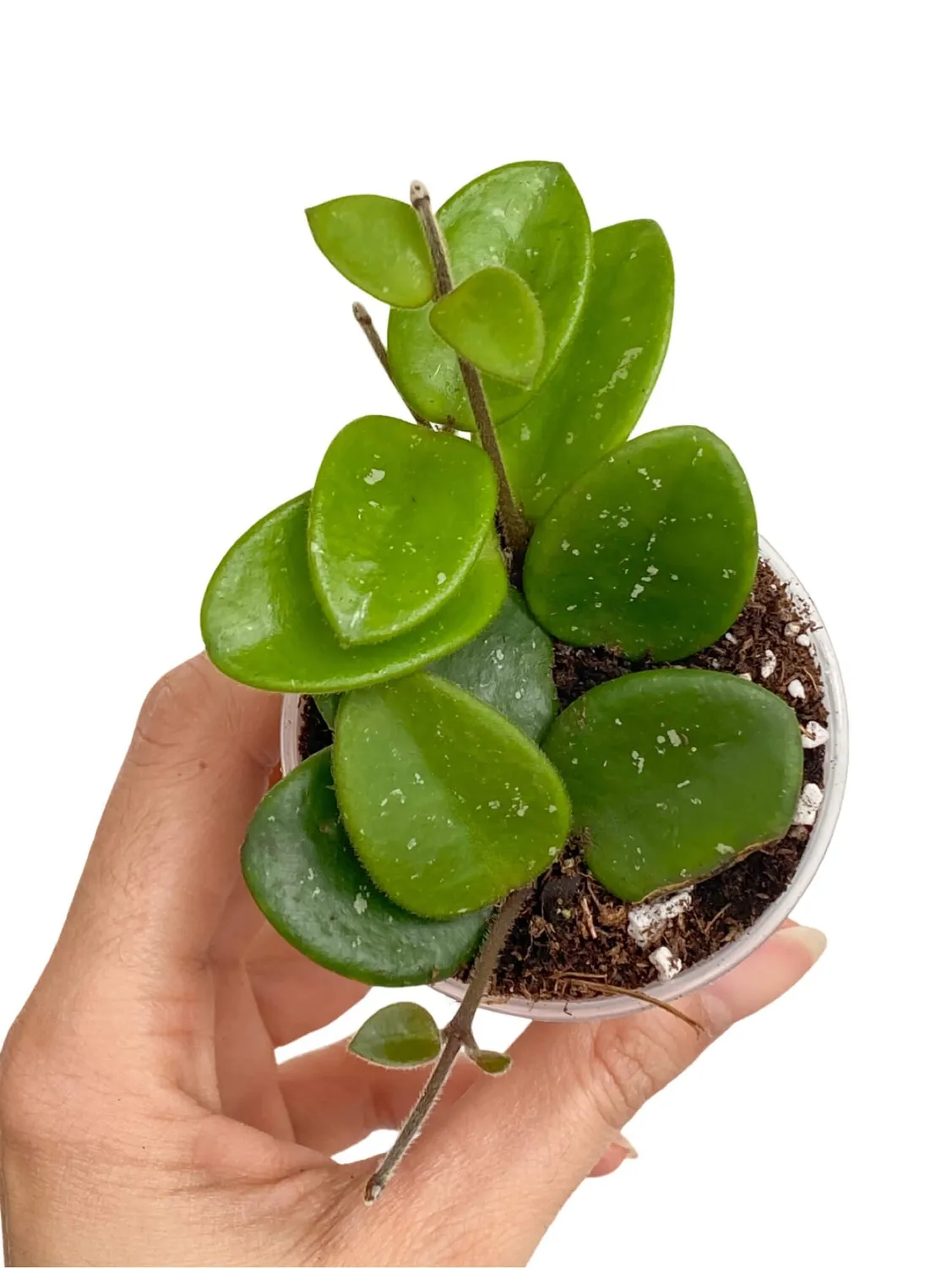 Plant and Stories Mathilde hoya parfumé pot 6 cm
