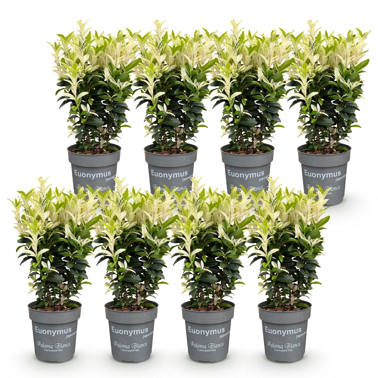 PLANT AND STORIES Fusain Paloma Blanca haie 8 plants persistant