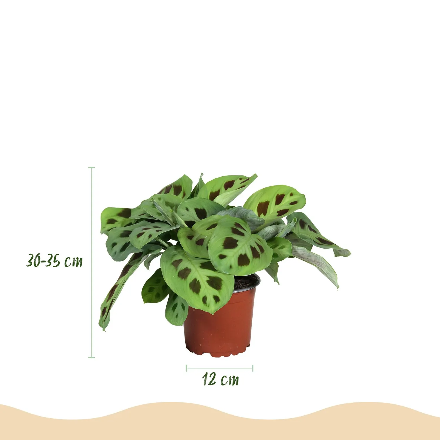 Plant and Stories Maranta Fascinator Kerchoveana plante 12cm