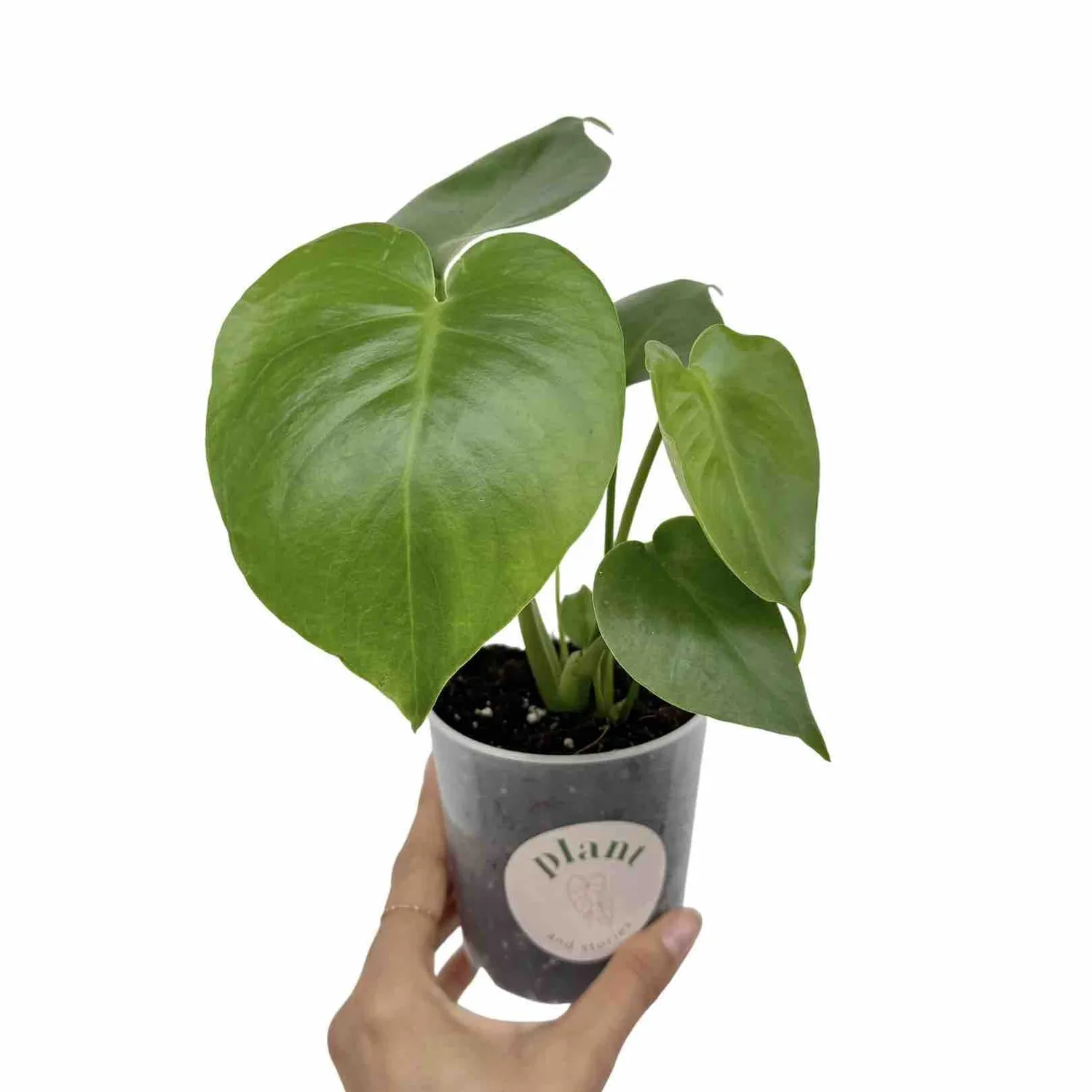 Plant and Stories Monstera Deliciosa plante pot 6cm découpée