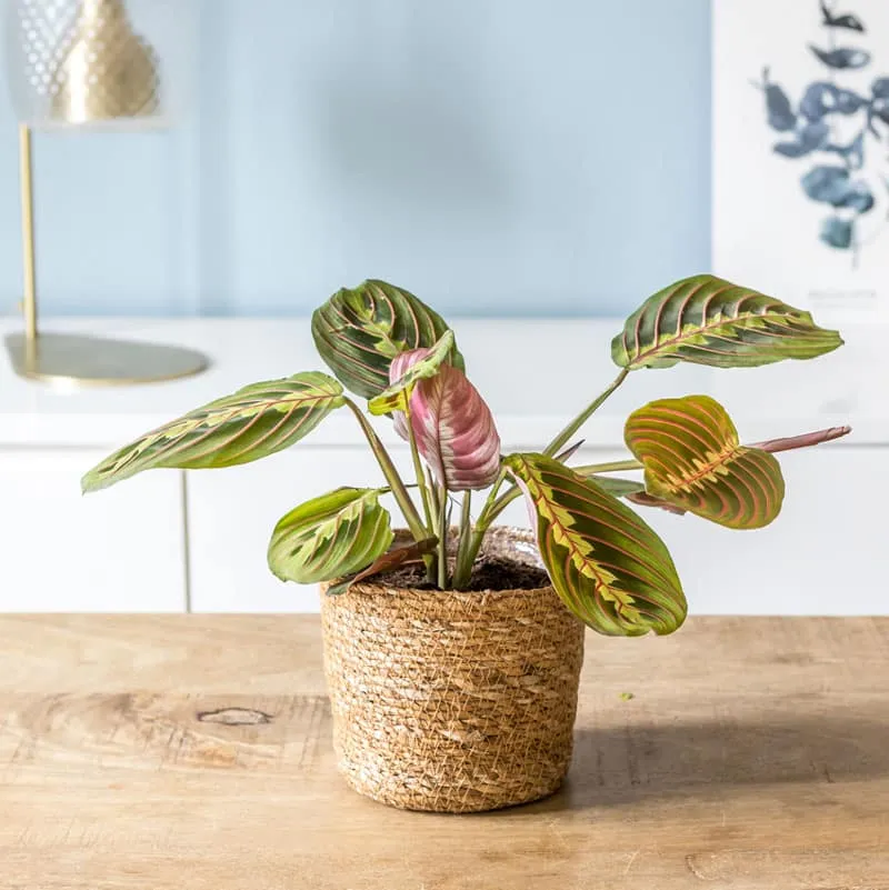 Réconciliation Végétale Marie maranta leuconeura fascinator plante verte
