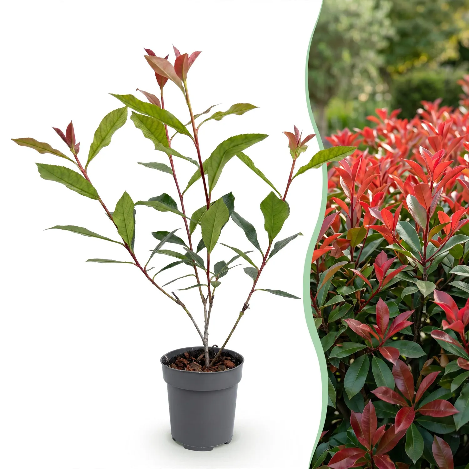 Plant and Stories Carré Rouge photinia haie pot 9 cm 25 cm