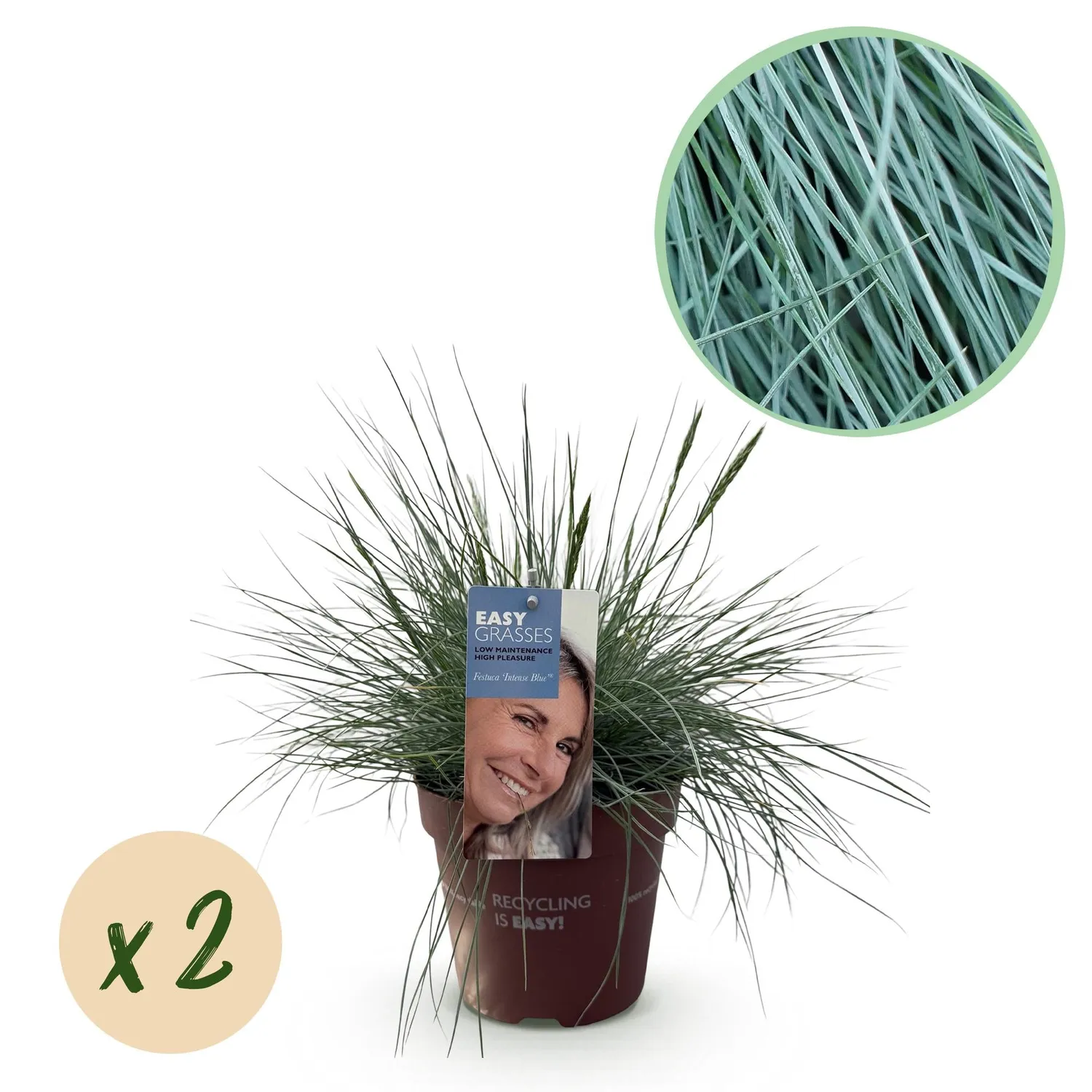 Plant and Stories Festuca Intense Blue graminée pot 17cm