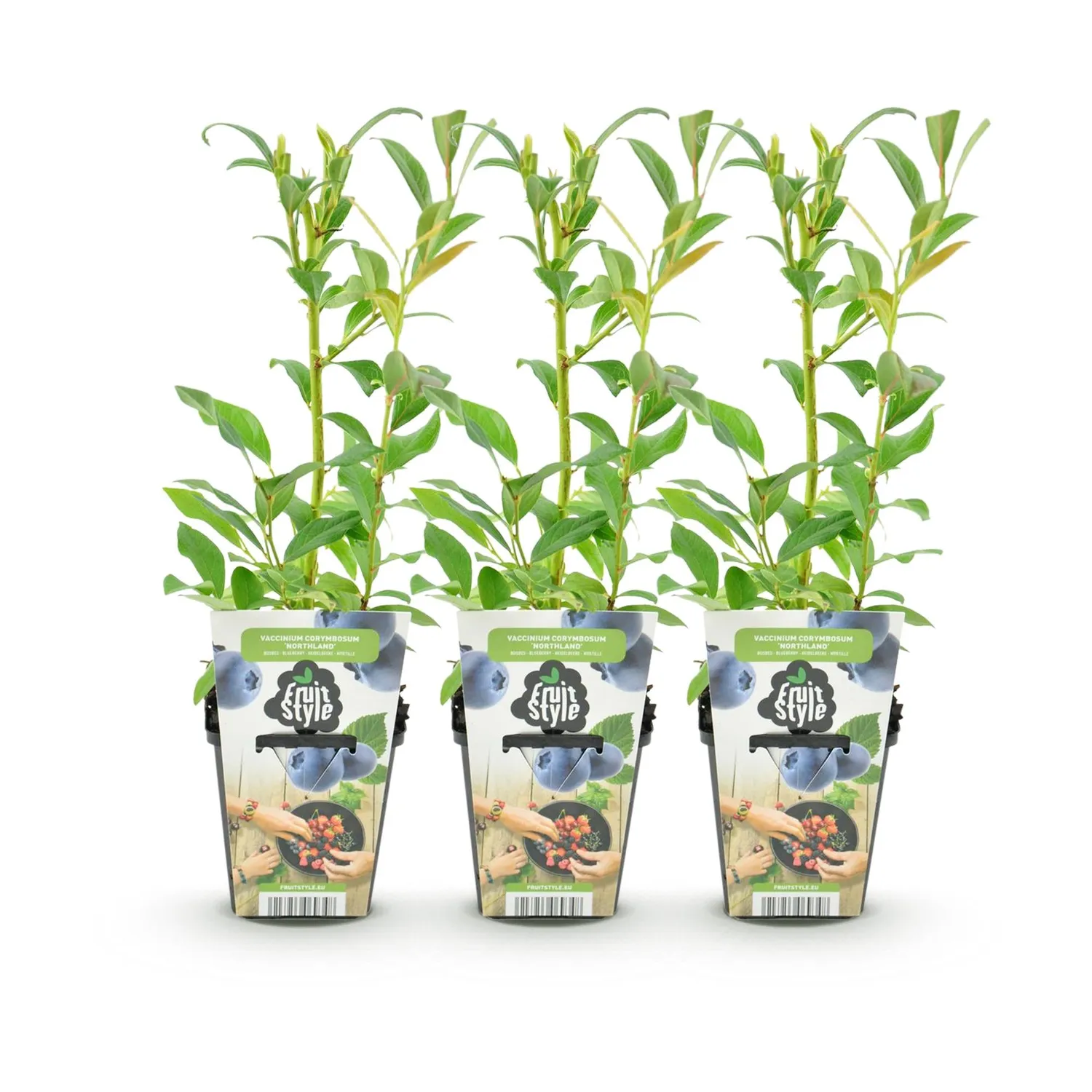 Plant and Stories Myrtillier Northland arbuste pot 9 cm 35 cm