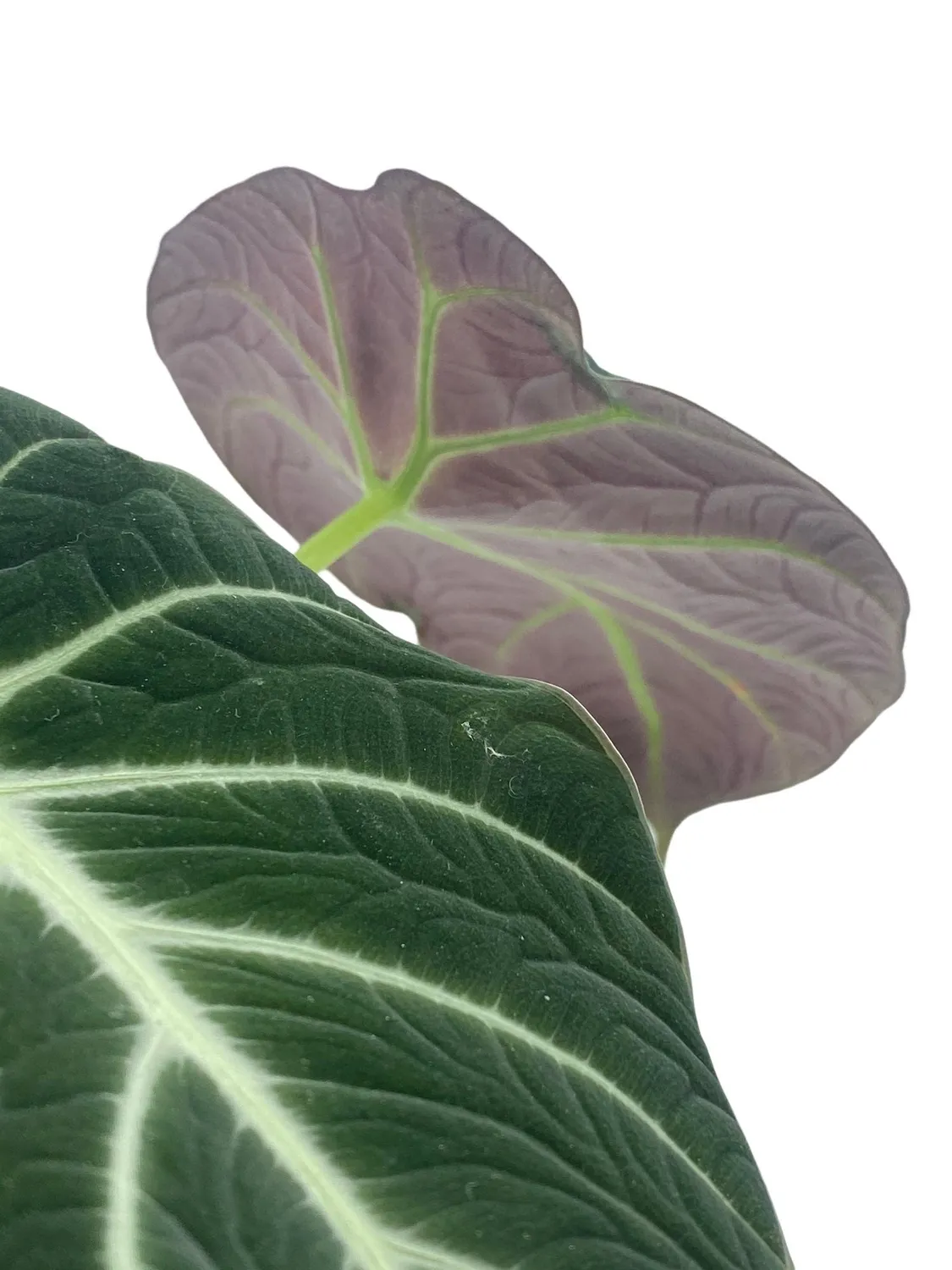 PLANT AND STORIES Black Velvet alocasia velours pot 12 cm