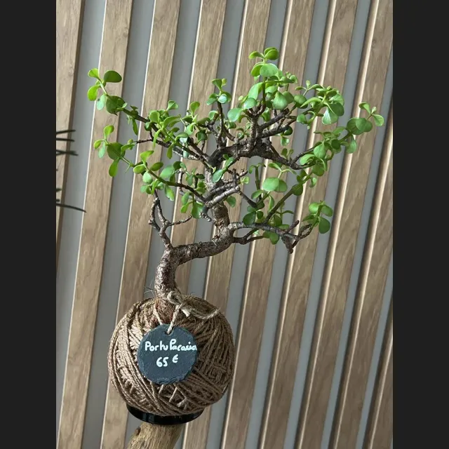 Oh My Green Portulacaria Afra cocodama taille S ficelle
