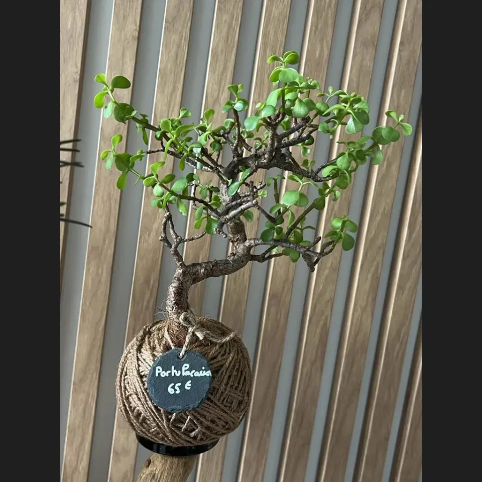Oh My Green Portulacaria Afra cocodama taille S ficelle