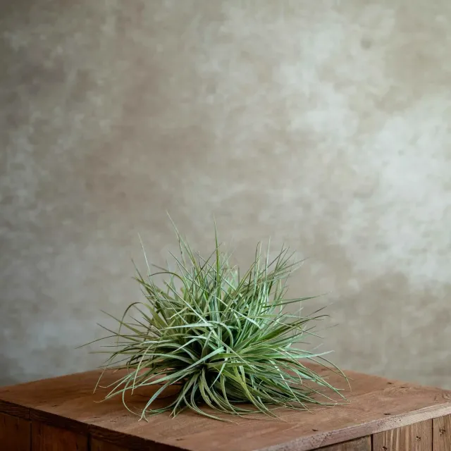 Airplantshop Cotton Candy cluster tillandsia 10-15 cm