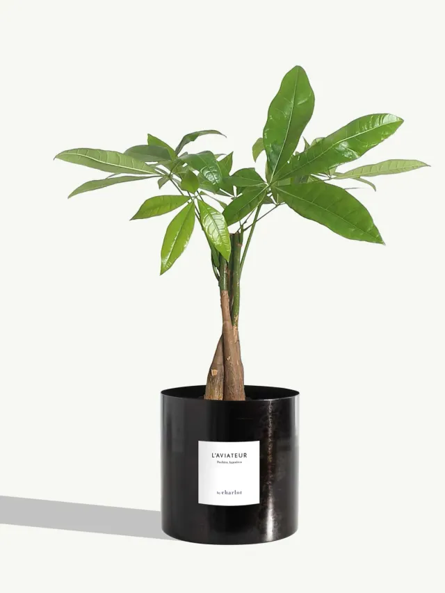 By Charlot L'Aviateur plante métal noir graphite
