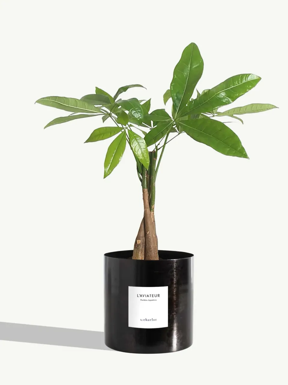 By Charlot L'Aviateur plante métal noir graphite