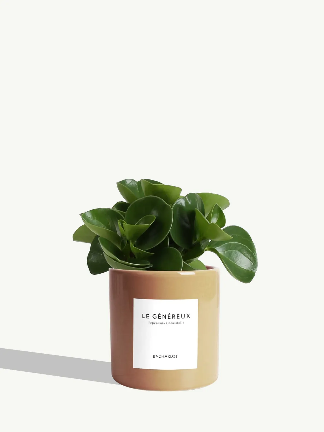 By Charlot Le Généreux plante pot S peperomia