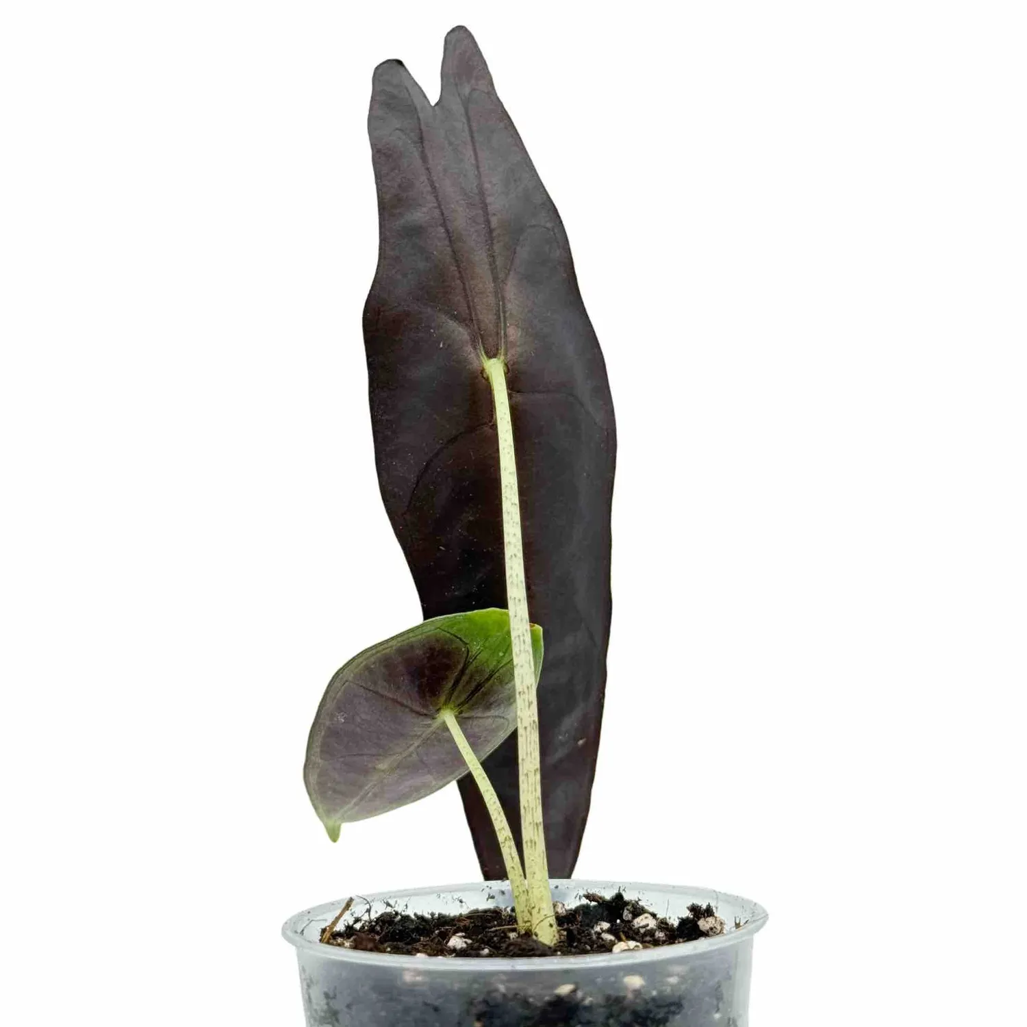Plant and Stories Longiloba Purple alocasia pot 9cm violet