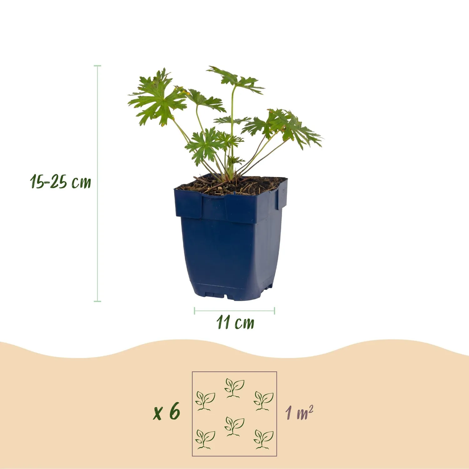 Plant and Stories Géranium Vivace Tricolore couvre-sol 6 plants