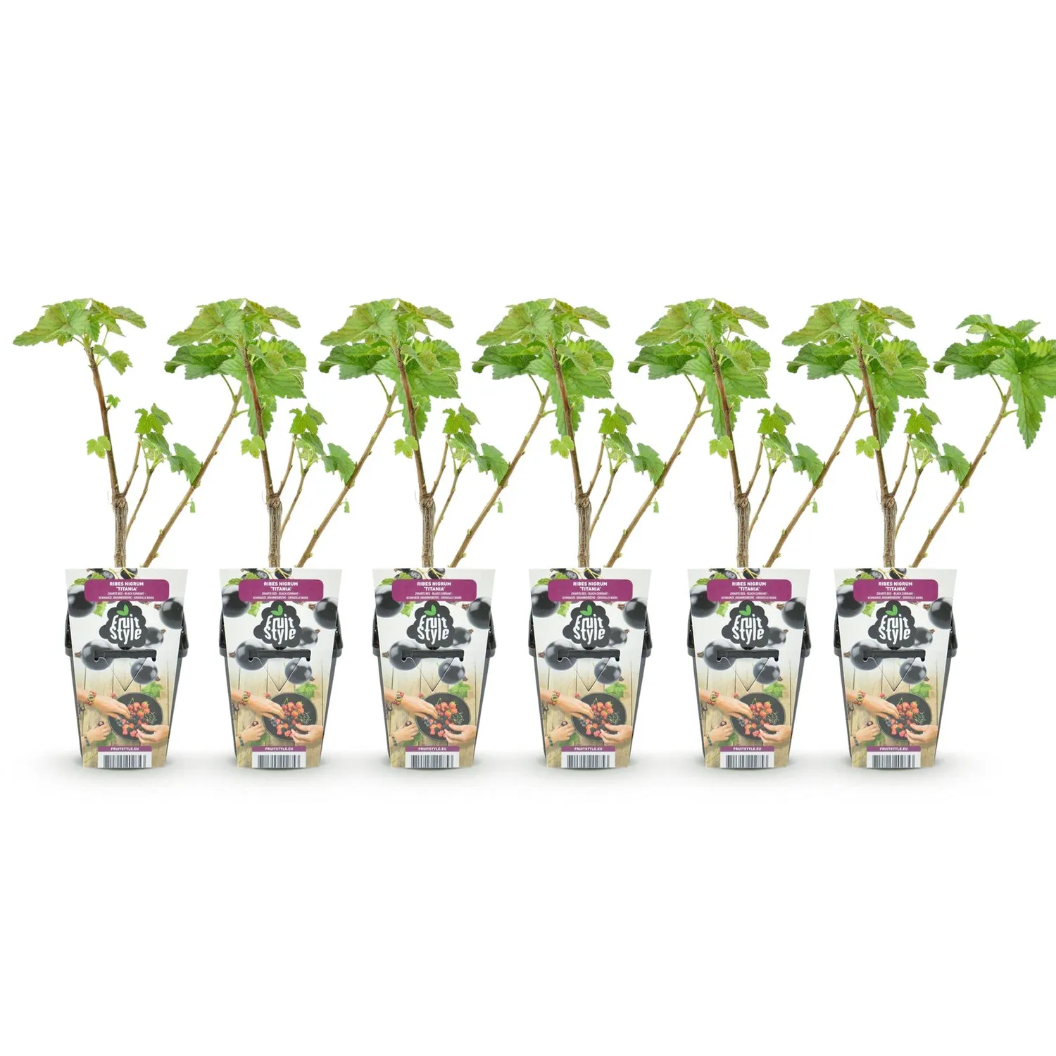 Plant and Stories Cassissier Titania fruitier 3 plants pot 9 cm