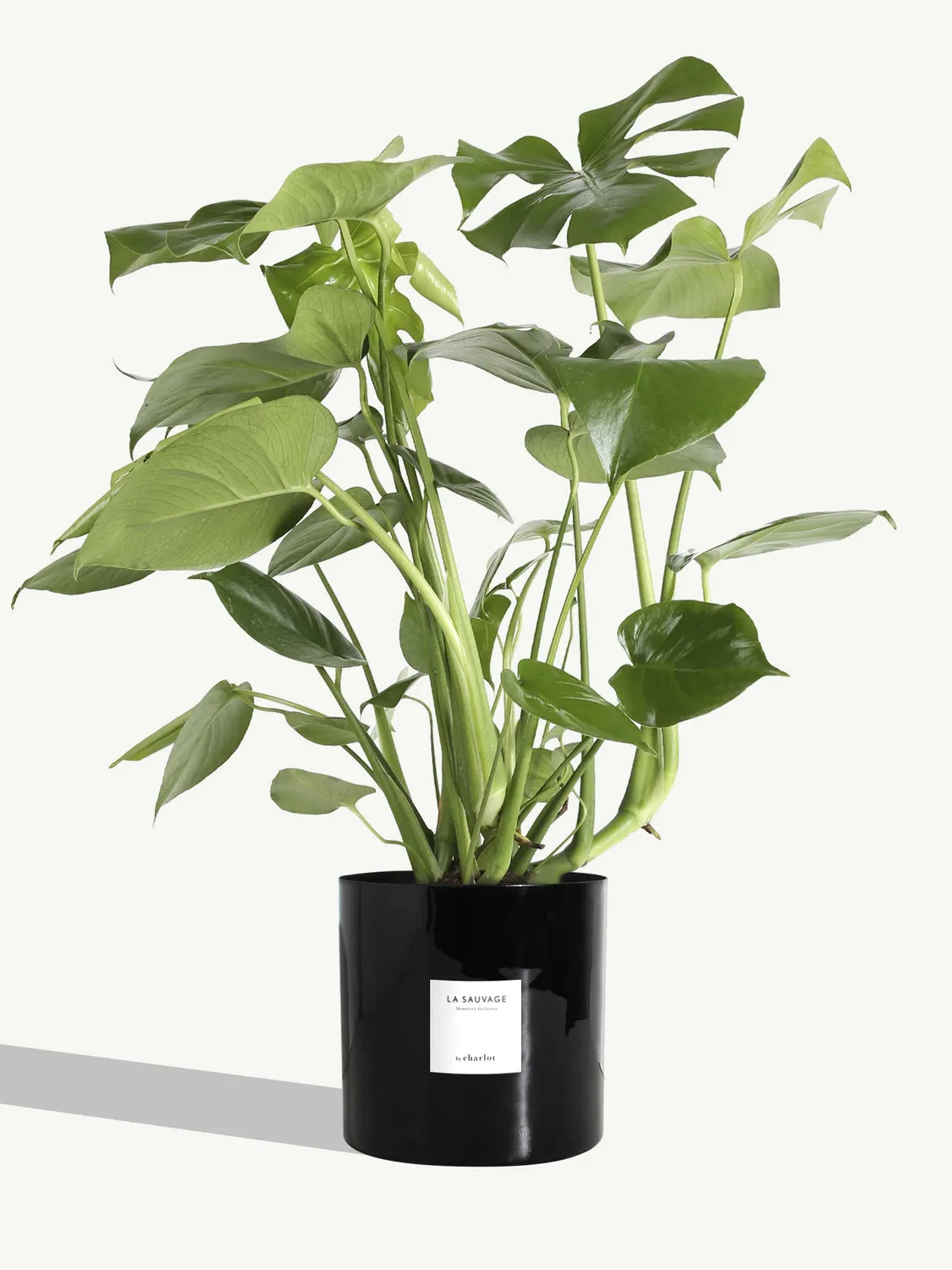By Charlot La Sauvage plante monstera 77 cm pot 18 cm