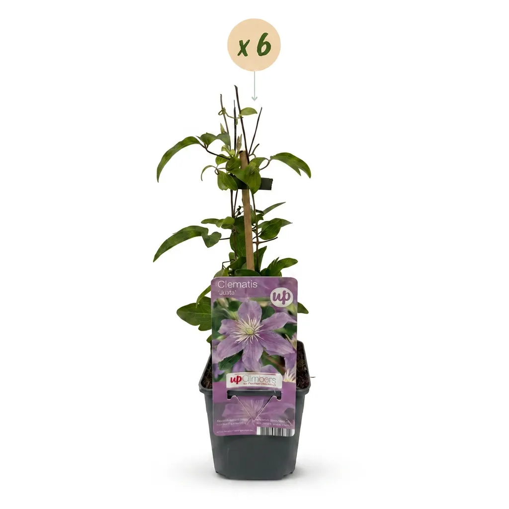 Plant and Stories Justa clématite bleue lot de 4 plants