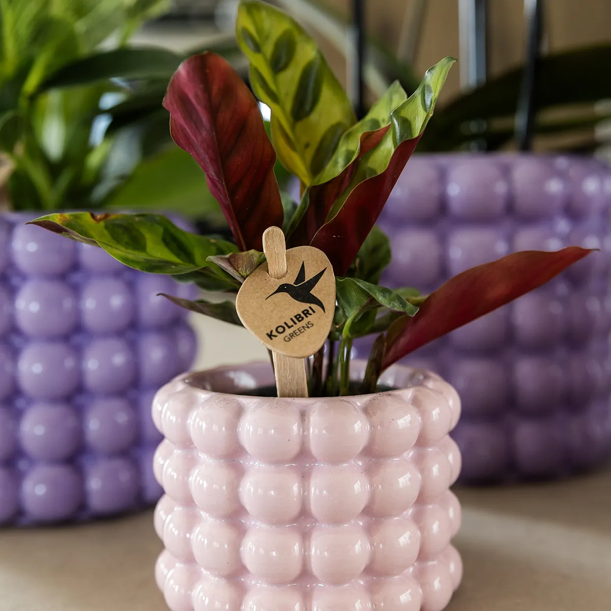 Plant and Stories Poppy cache-pot céramique 6 cm blanc