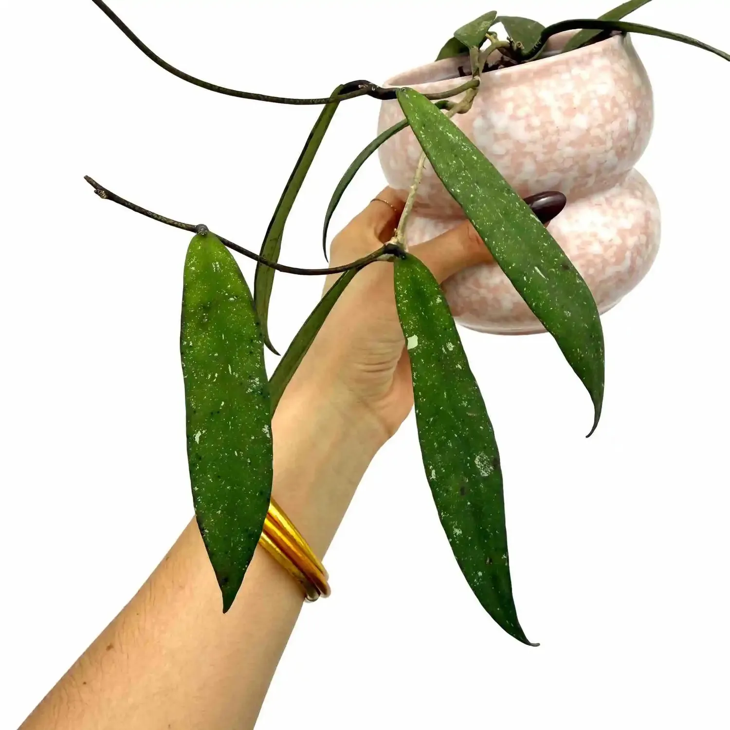 Plant and Stories Hoya Scortechinii UT001 plante fleur rose
