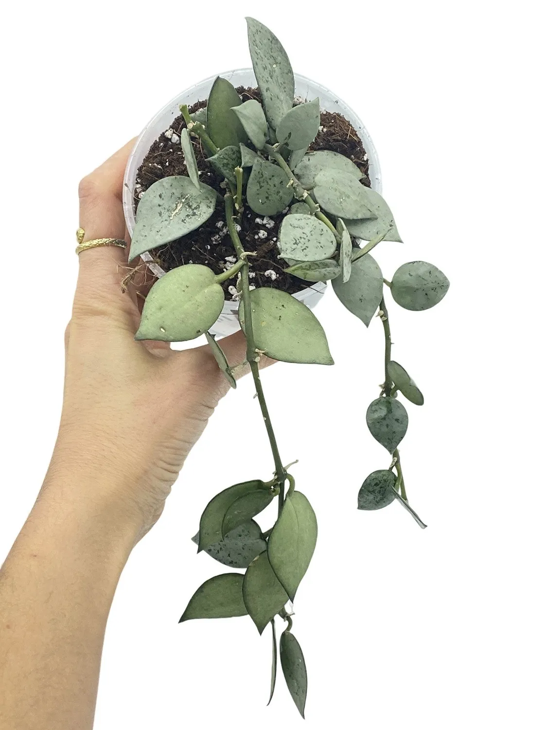 Plant and Stories Hoya Silver Eskimo plante d’intérieur pot 6 cm argenté