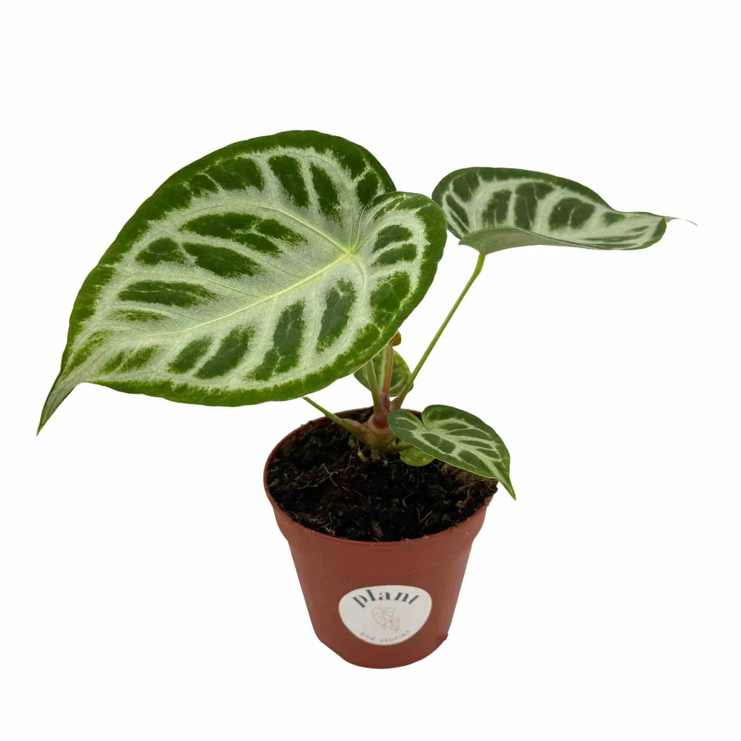 Plant and Stories Silver Blush anthurium pot 6 cm nacré