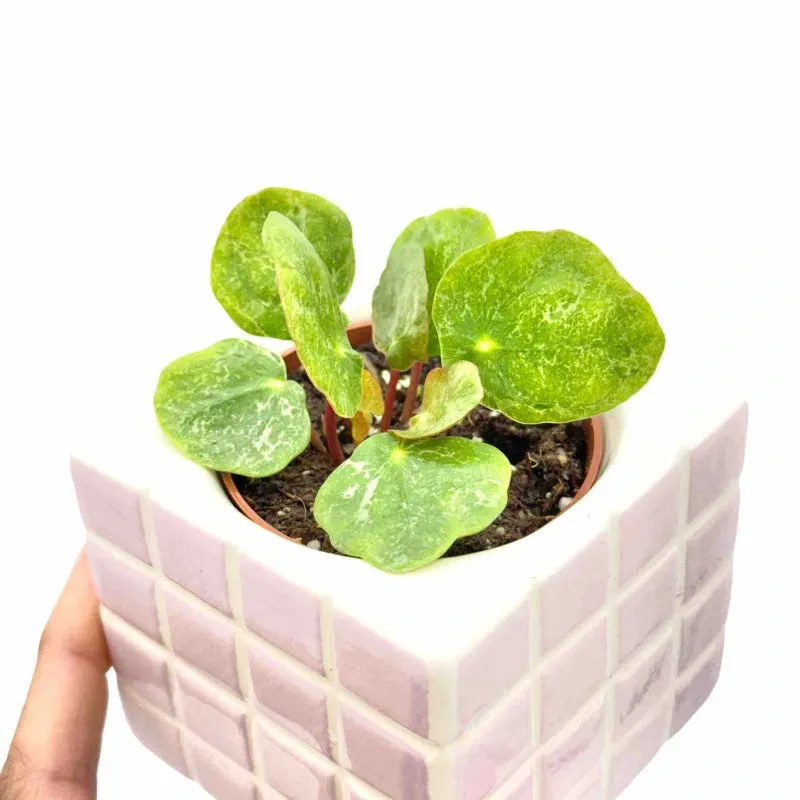 Plant and Stories Pilea Sugar plante d'intérieur pot 6 cm argentée