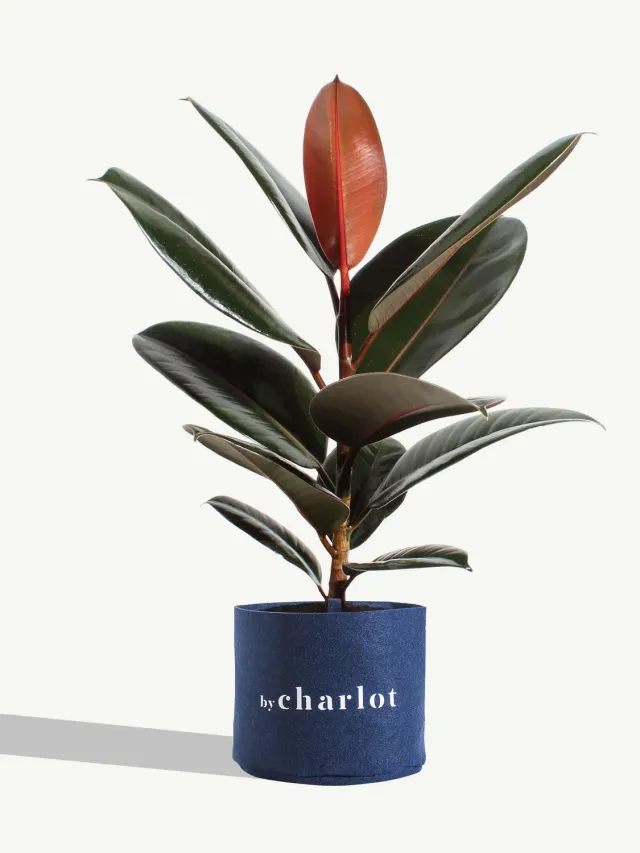By Charlot L'Élégante plante Ficus Elastica 38 cm recharge