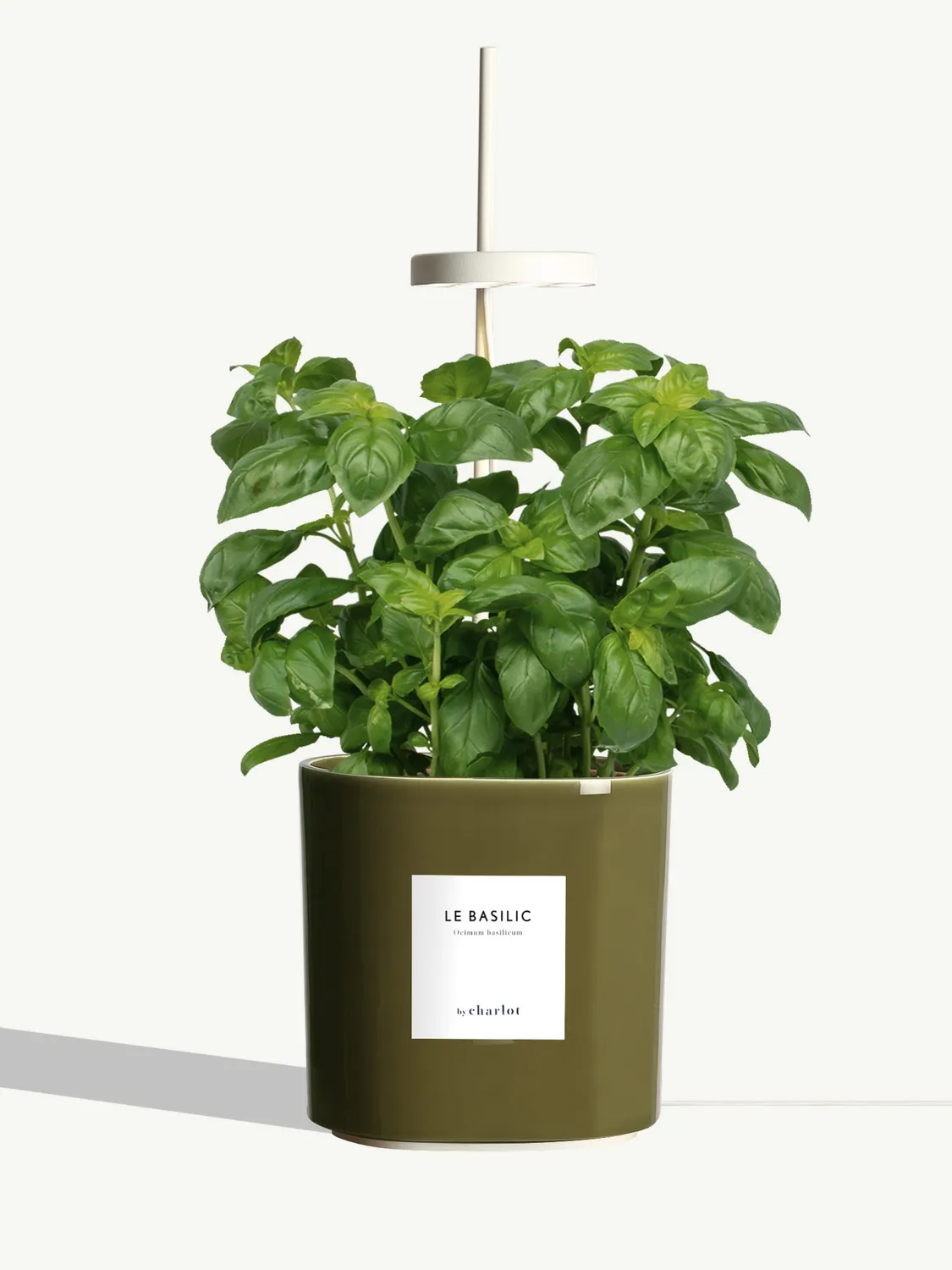 By Charlot Le Basilic plante aromatique potager intérieur