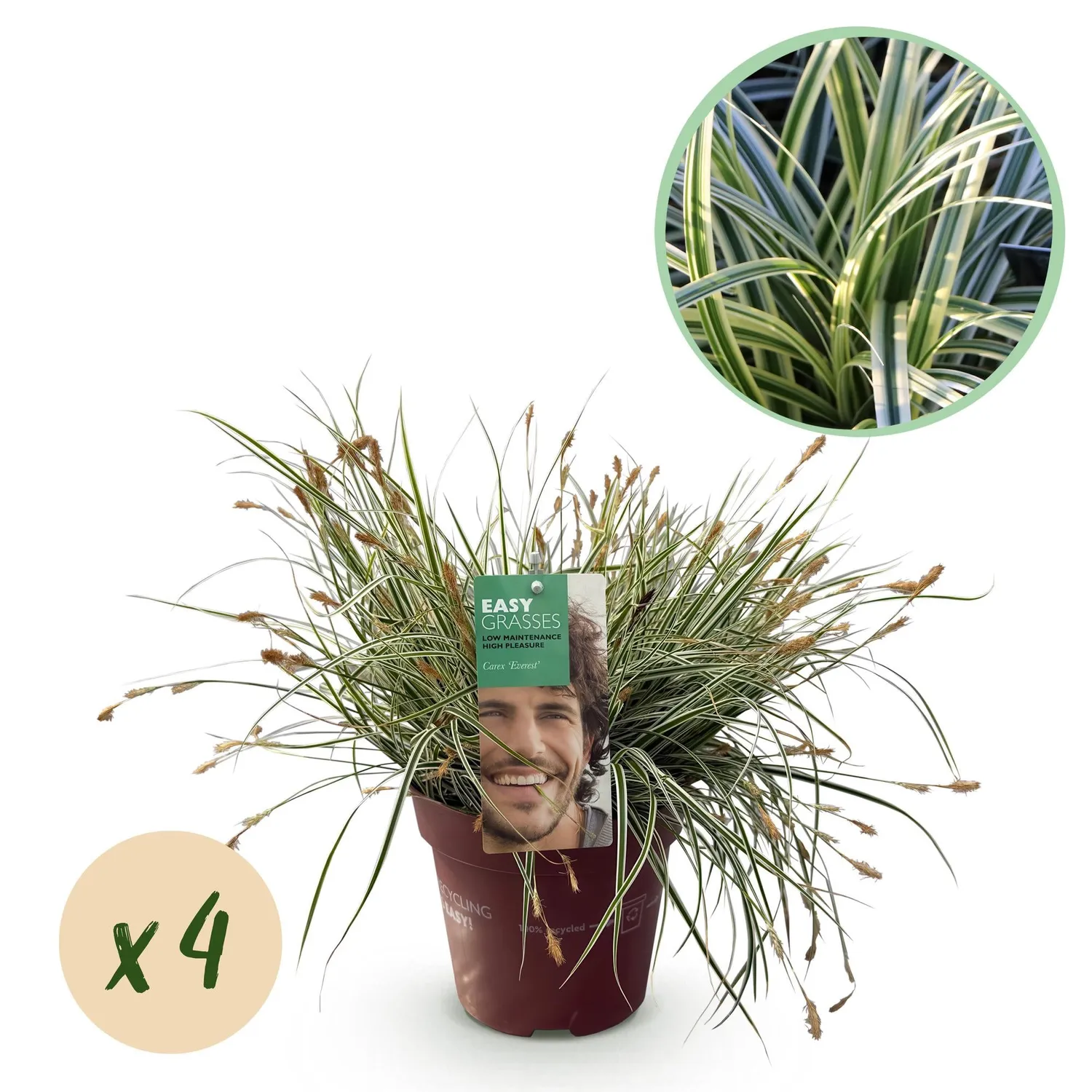 Plant and Stories Everest laîche 1 pot 17 cm panachée