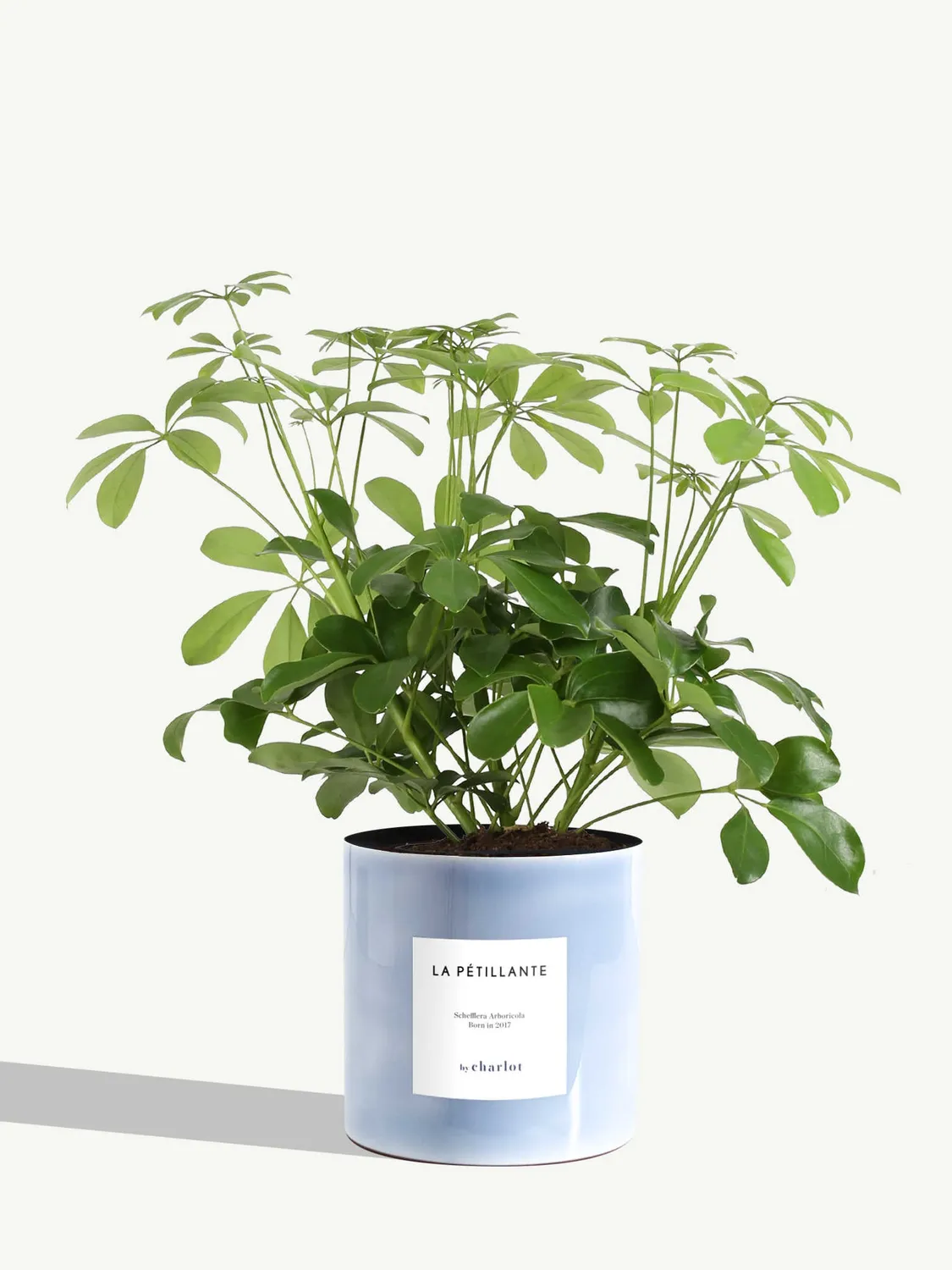 By Charlot La Pétillante schefflera pot 14 cm