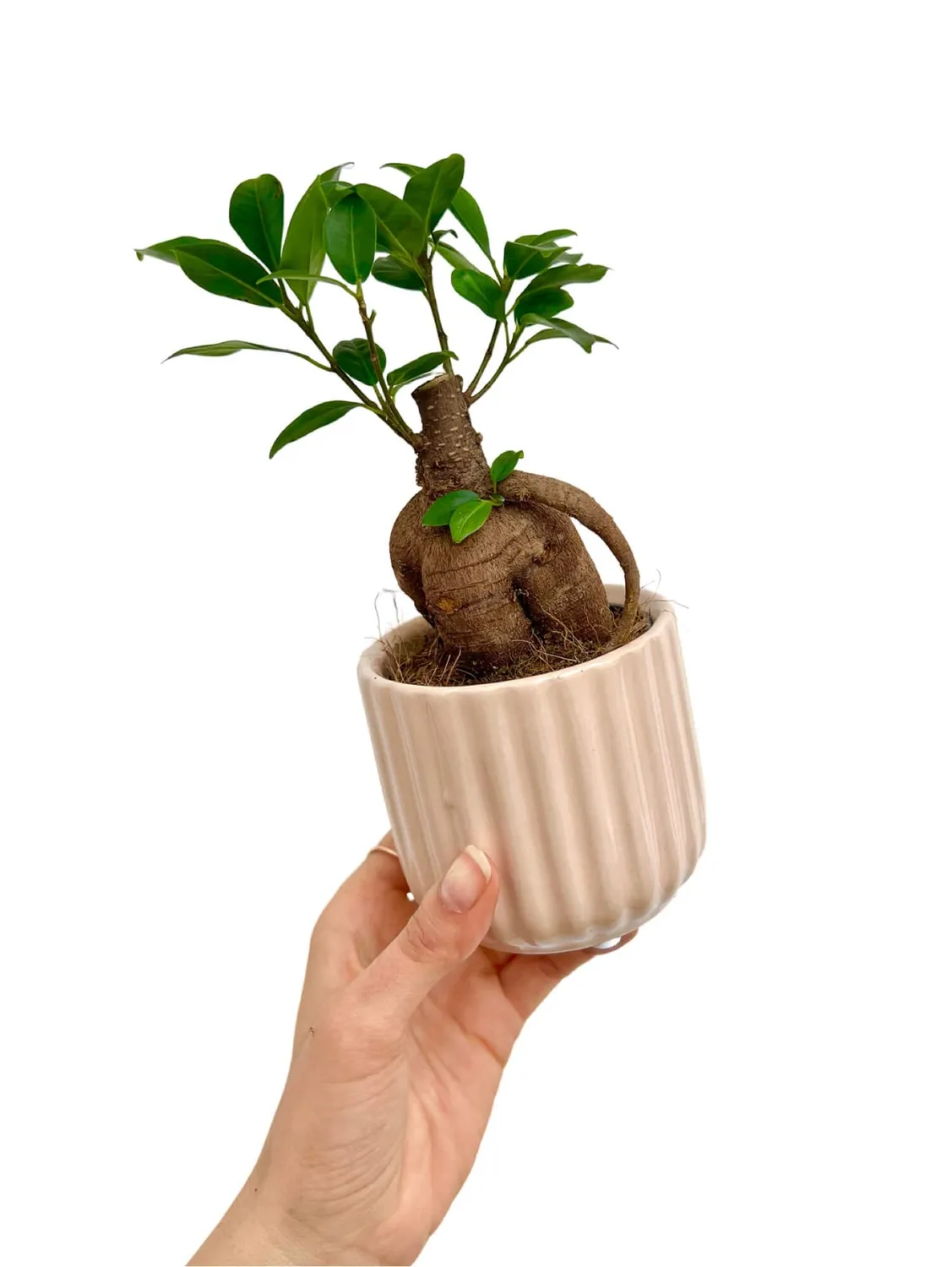 Plant and Stories cache-pot céramique ondulé mini blanc soie