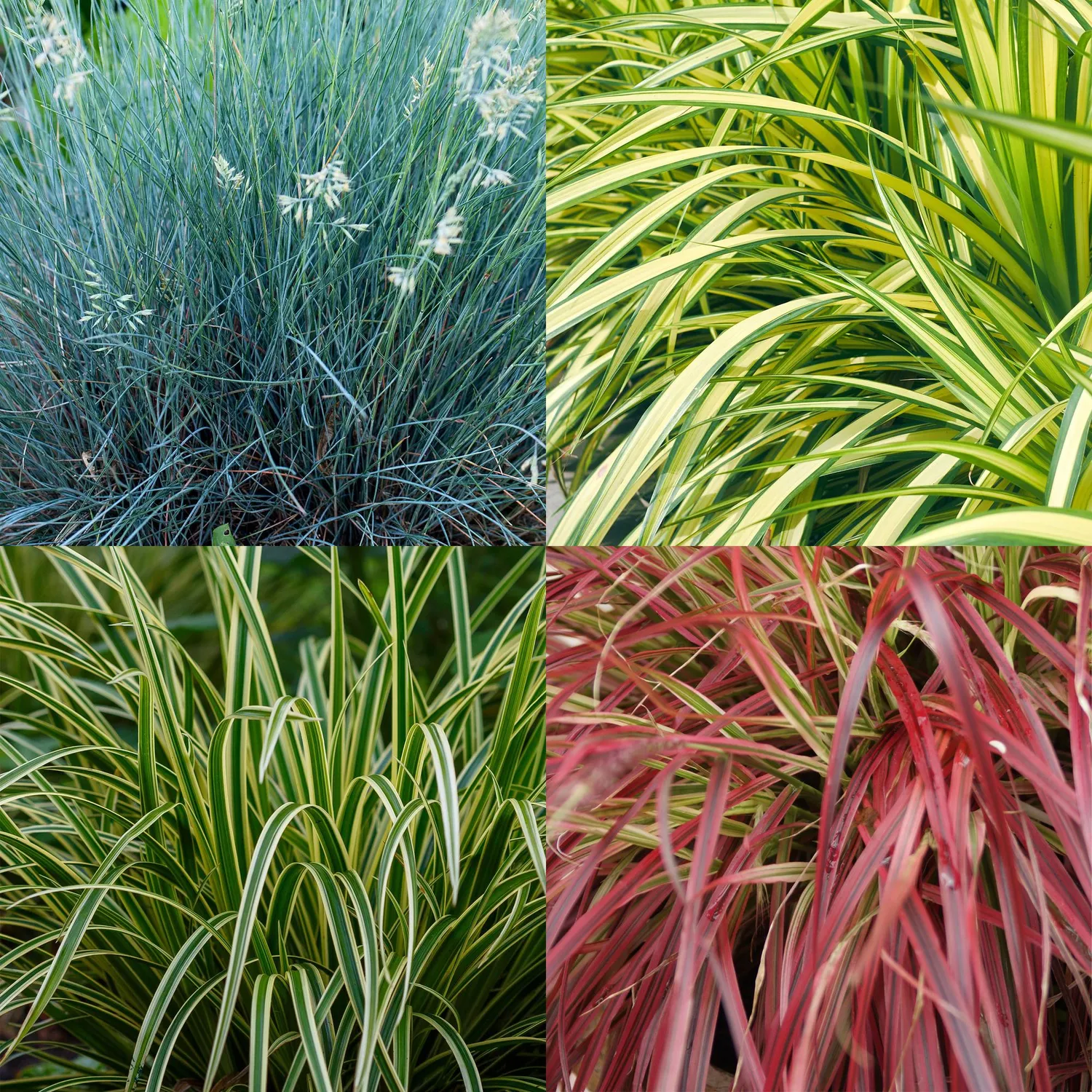 PLANT AND STORIES Graminées ornementales lot 3 plants pot 17 cm 50 cm