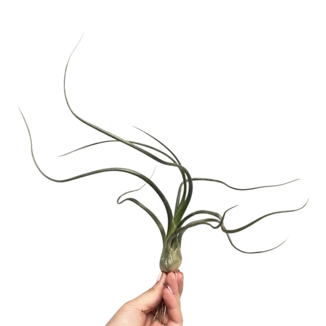 Airplantshop Baileyi plante aérienne tentacules à suspendre