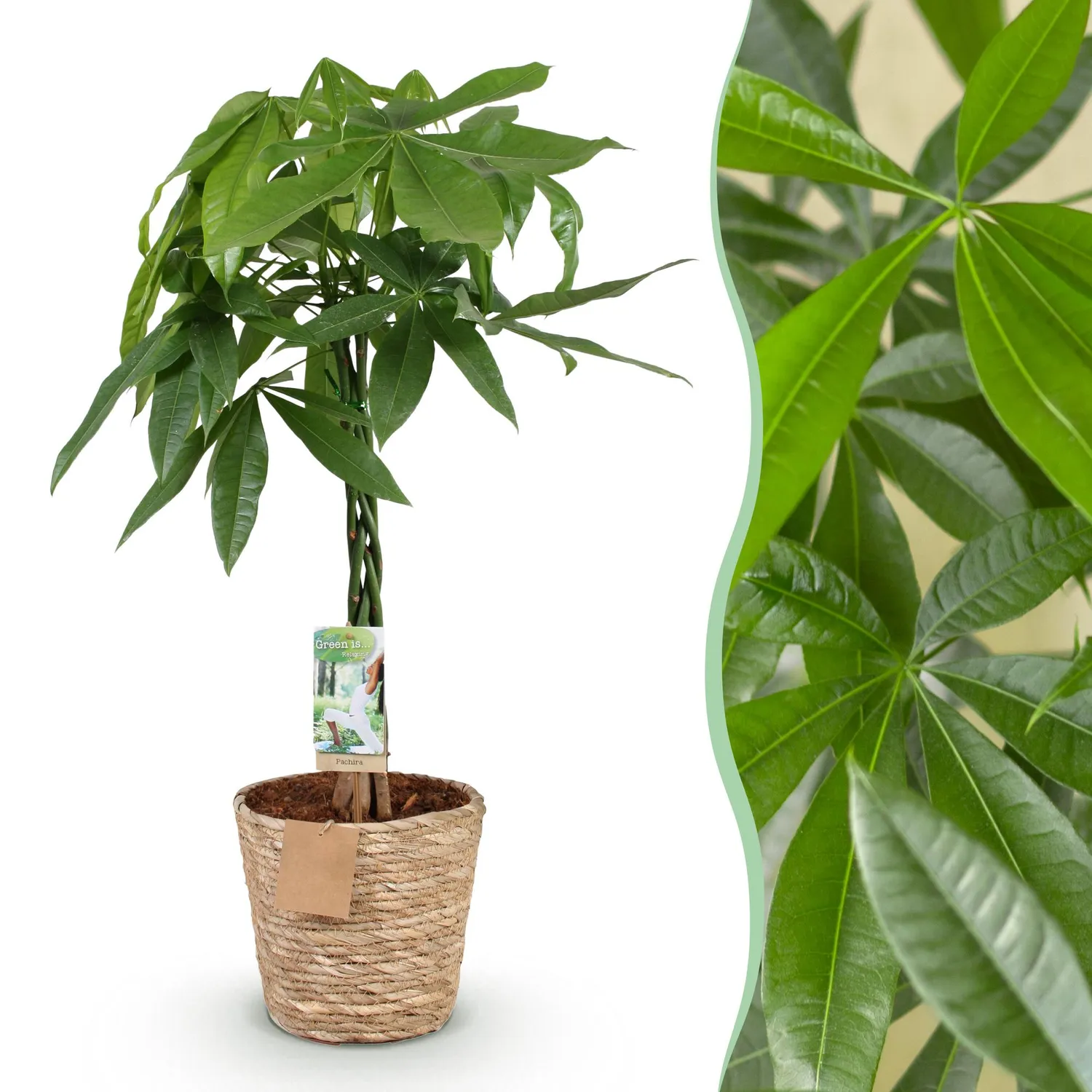 PLANT AND STORIES Pachira Aquatica arbre à argent 80 cm panier
